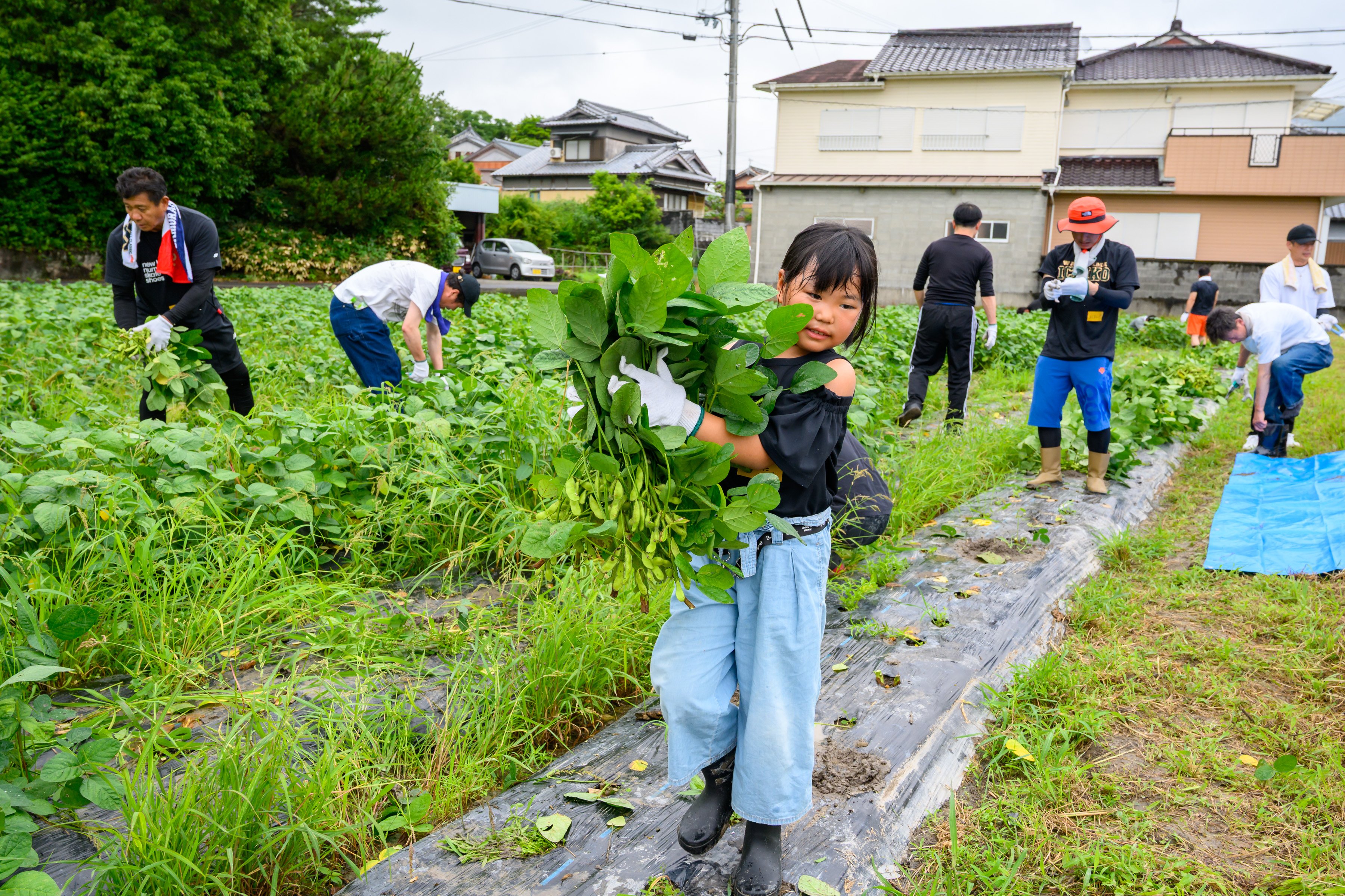 農ボラ和歌山県はまゆう②.jpg